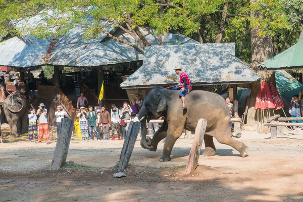 Chiangmai Tajlandia Słonie Szkole Młodych Słoni Dniu Lutego 2016 Chiangmai — Zdjęcie stockowe