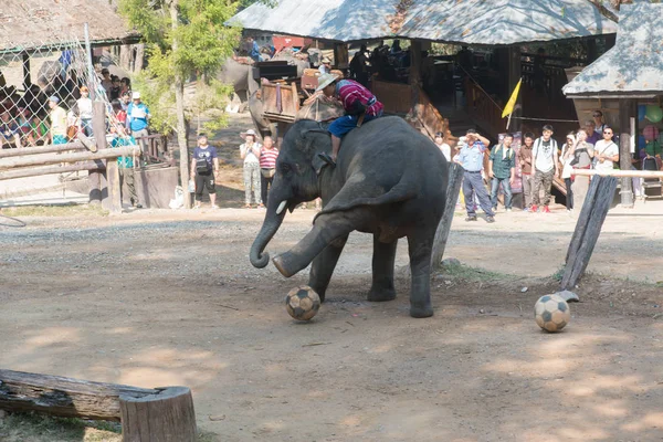 Chiangmai Ταϊλάνδη Ελέφαντες Στη Σχολή Νεαρών Ελεφάντων Στις Φεβρουαρίου 2016 — Φωτογραφία Αρχείου