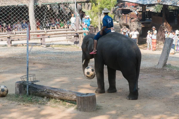 Chiangmai Ταϊλάνδη Ελέφαντες Στη Σχολή Νεαρών Ελεφάντων Στις Φεβρουαρίου 2016 — Φωτογραφία Αρχείου