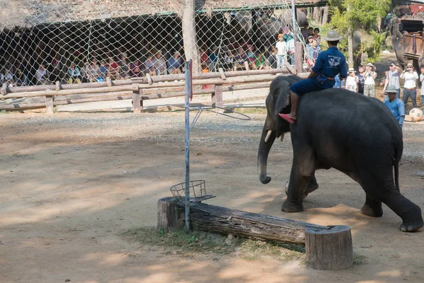 Chiangmai Ταϊλάνδη Ελέφαντες Στη Σχολή Νεαρών Ελεφάντων Στις Φεβρουαρίου 2016 — Φωτογραφία Αρχείου