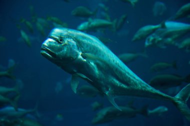 oceanarium suda güzel tropikal balık