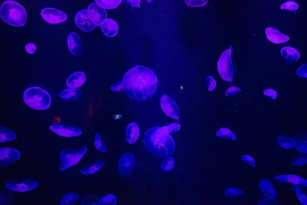 Wiele Pięknych Fioletowych Jellyfish Wodzie Akwarium — Zdjęcie stockowe