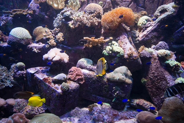 Красивые Тропические Рыбы Кораллы Аквариуме — стоковое фото