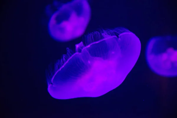 海洋水族館の水中の美しい紫色のクラゲ — ストック写真
