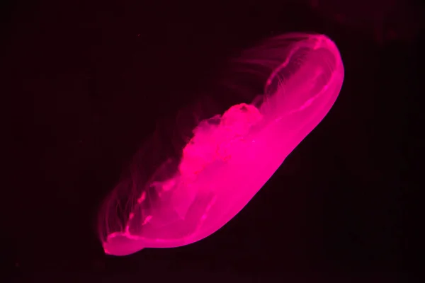海洋水族館の水中の美しいピンククラゲ — ストック写真