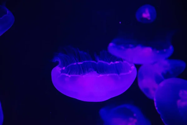 Красивые Фиолетовые Медузы Воде Океанариуме — стоковое фото