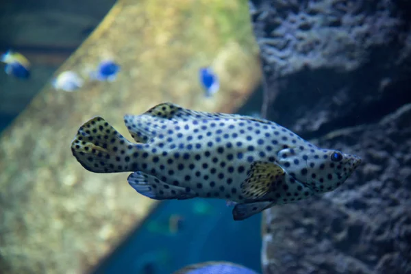 beautiful tropical fish in water in oceanarium