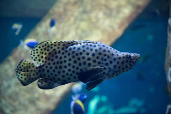 beautiful tropical fish in water in oceanarium