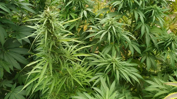 Cannabis Sativa Závod Ishkašimu Afghánistán — Stock fotografie