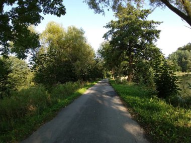 Yeşil ağaçları ve yolları olan güzel bir orman