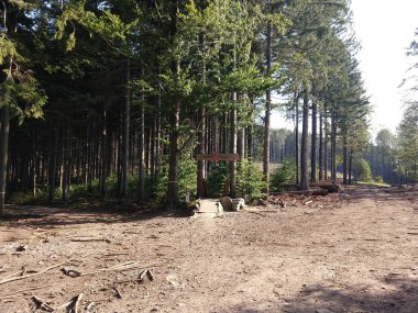 Yeşil ağaçlı güzel orman 