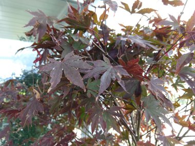 Bahçe arka planında yeşil bitkiler, kapatın