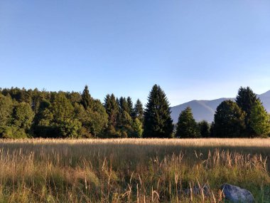 çam ağaçları ve mavi gökyüzü