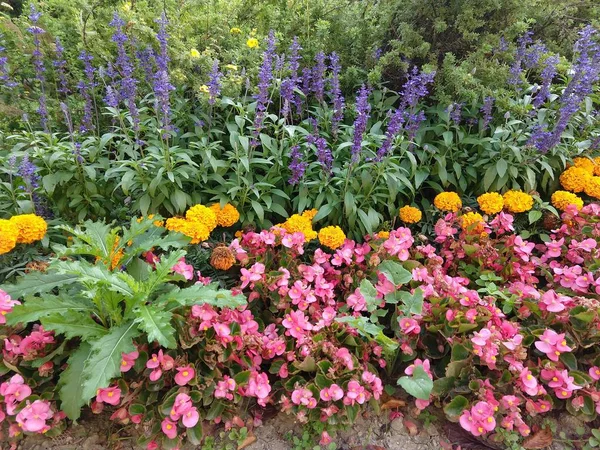 Vackra Blommor Och Grönt Gräs — Stockfoto