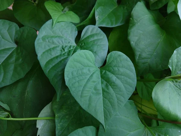 Hojas Verdes Sobre Fondo Jardín Cerca — Foto de Stock