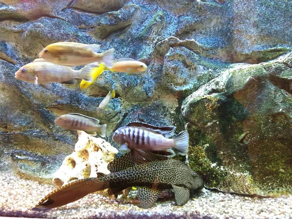 Vis Stenen Onderwaterachtergrond — Stockfoto