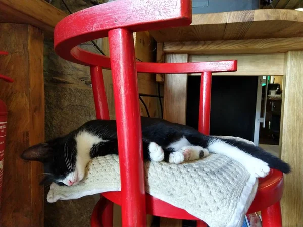 赤の椅子に黒と白の猫 — ストック写真