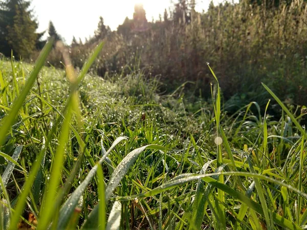 Herbe Verte Avec Gouttes Rosée — Photo