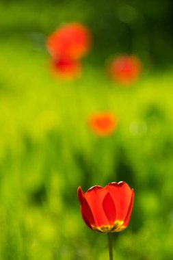 yeşil çayır bulanık bir arka plan üzerinde kırmızı lale