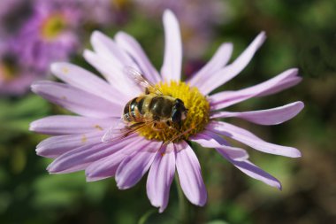 Üzerinde bir ışık mor papatya arı bal toplar.