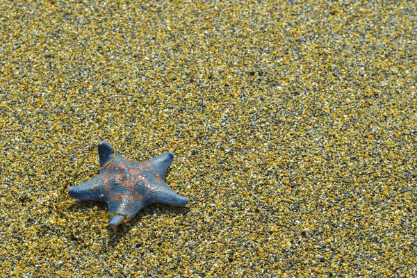 Sea five-pointed star on coarse sea sand — Stock Photo, Image