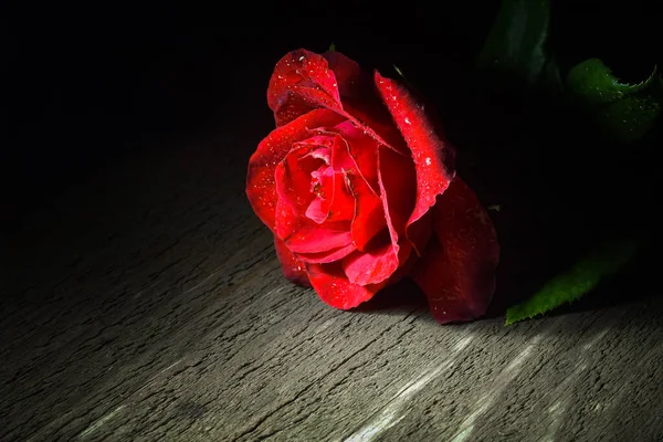 Una Rosa Scarlatta Con Petali Delicati Cosparsi Gocce Rugiada Giace — Foto Stock