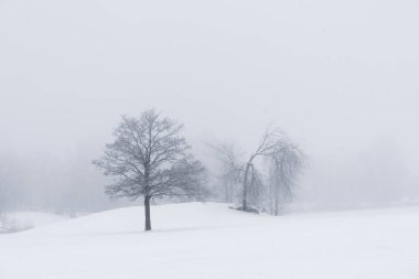 Moody sisli kış landsacpe ağaçlarda