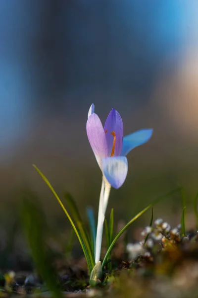 Gros Plan Crocus Violet Bleu Par Temps Ensoleillé Début Printemps — Photo