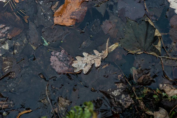 Herfstbladeren Zwevend Het Water Zonnige Dag Het Vroege Voorjaar — Stockfoto