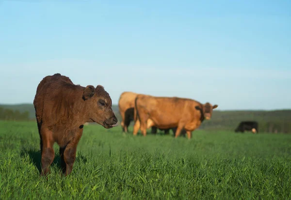 Коричневый Теленок Другими Коровами Зеленом Поле — стоковое фото