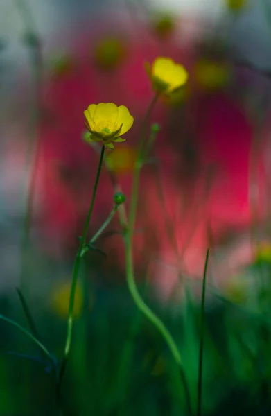 Close Yellow Buttercup Vibrant Background — Stock Photo, Image