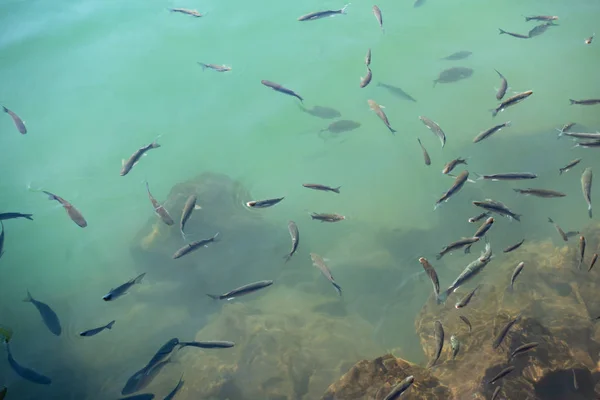 Vis Shoal Helder Turquoise Water — Stockfoto