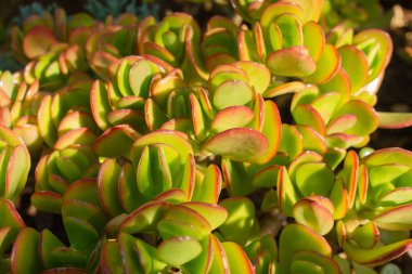 Parlak güneş ışığında gelişen sulu bitki