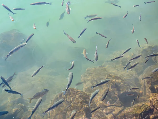 Vis Shoal Helder Turquoise Water — Stockfoto