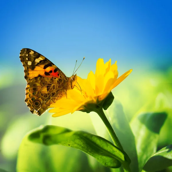 Monarchfalter Auf Gelber Blume Mit Blauem Himmel — Stockfoto