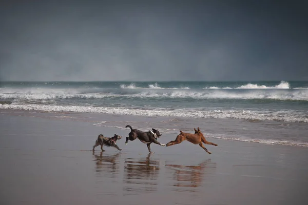 Три Счастливые Собаки Играют Пляже Отражением Мокром Песке — стоковое фото