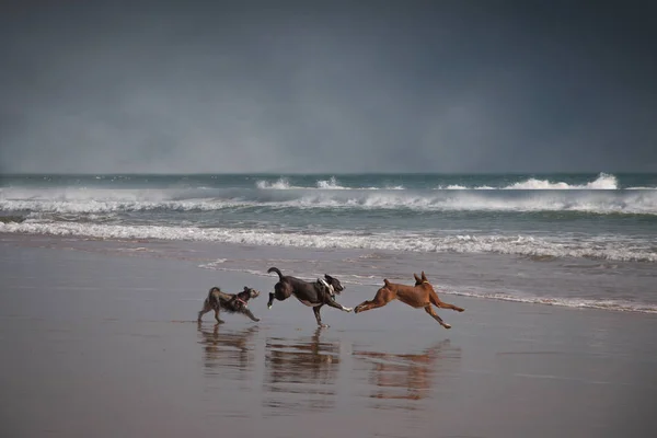 Trois Chiens Heureux Jouant Sur Plage Avec Réflexion Dans Sable — Photo