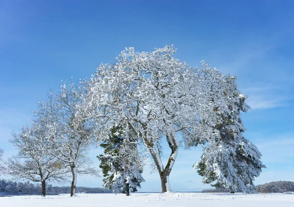 Vinterlandskap Med Träd Täckta Snö Och Rime Frost — Stockfoto