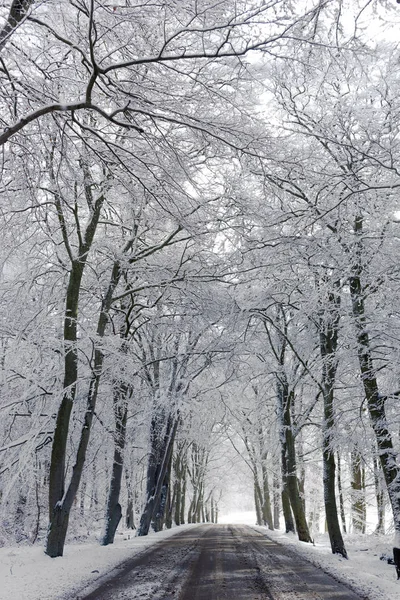 Strada Sterrata Con Viale Alberi Con Neve Brina — Foto Stock