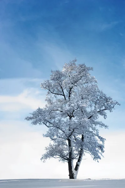 Hermoso Árbol Cubierto Nieve Cielo Azul Brillante —  Fotos de Stock