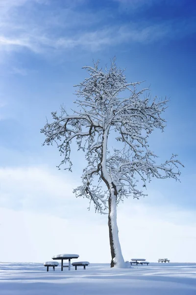 Hermoso Árbol Cubierto Nieve Cielo Azul Brillante Con Mesas Madera — Foto de Stock