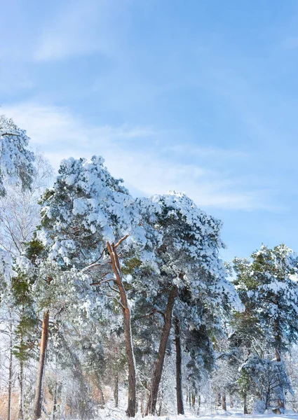 Pinhais Cobertos Neve Dia Ensolarado Brilhante Inverno — Fotografia de Stock