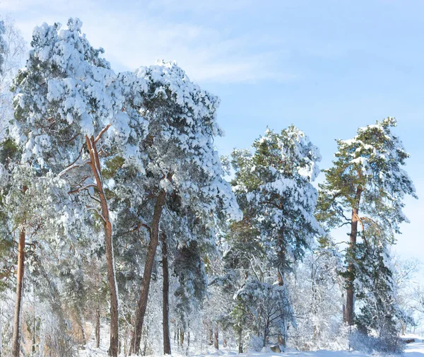 Alberi Pino Coperti Neve Nella Luminosa Giornata Invernale Soleggiata — Foto Stock