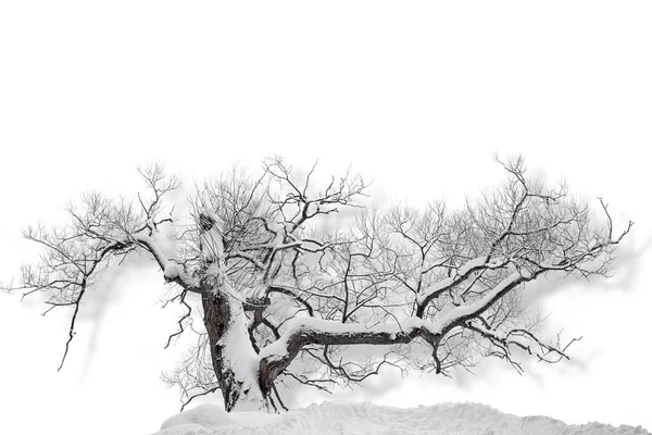 Bare tree in snow — Stock Photo, Image