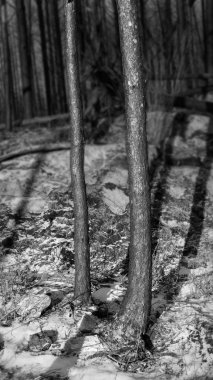 Orman yangınından sonra iki yanmış kozalaklı ağacın tek renkli resmi