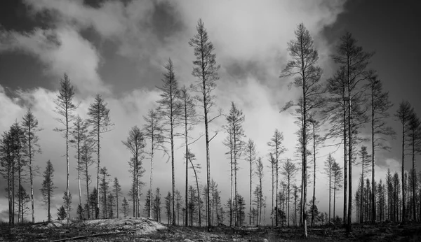 Монохромное Уничтожение Сгоревших Деревьев После Лесного Пожара — стоковое фото