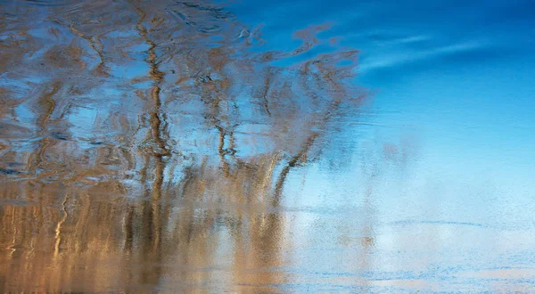 Güneşli Günde Nehirdeki Ağaçların Yansıması — Stok fotoğraf