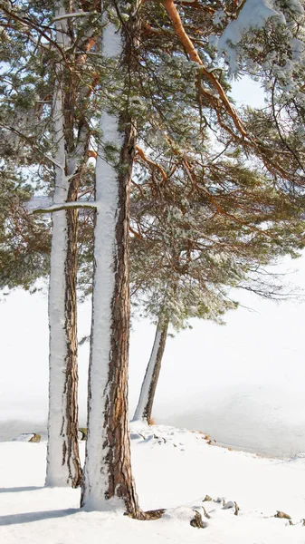 Tallar Soligt Vinterlandskap — Stockfoto