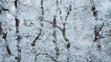 Rime don kaplı ağaçlar ile kalın orman