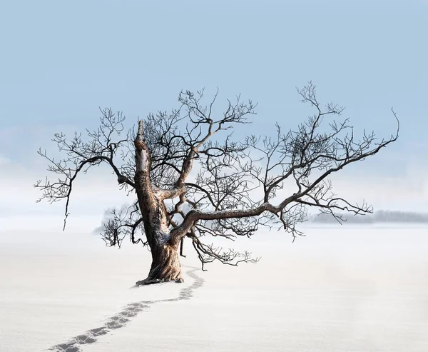 Ива в снегу изолированы на белом — стоковое фото